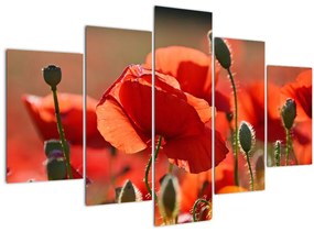 Tablou cu flori de maci (150x105 cm)