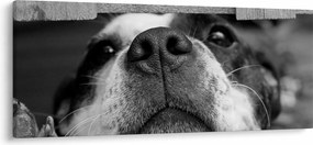 Tablou cu câine (120x50 cm)