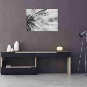 Tablou pe sticlă - Păpădie (70x50 cm)