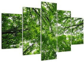 Tablou - privire în coroanele pomilor (150x105 cm)