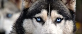 Tablou cu câinele husky (120x50 cm)