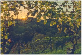 Tablou - Podgorii (90x60 cm)