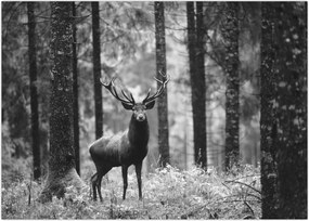 Tablou - Căprioare in pădure 2,alb-negru (70x50 cm)