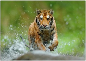 Tablou - Tigru care aleargă (70x50 cm)