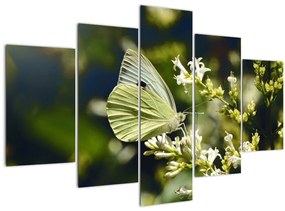 Tablou cu fluture (150x105 cm)