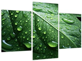 Tablou - Detaliu de frunze după ploaie (90x60 cm)