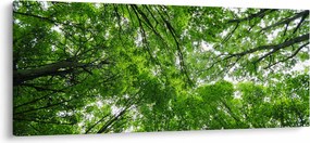 Tablou - privire în coroanele pomilor (120x50 cm)