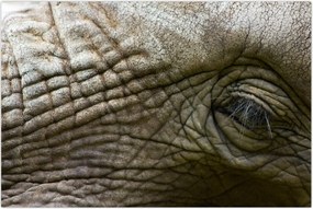 Tablou - Prim-planul ochiului de elefant vechi (90x60 cm)