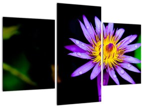 Tablou cu floare (90x60 cm)