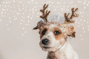 Fotografie Jack Russell dog wearing reindeer antlers, Olga Pankova