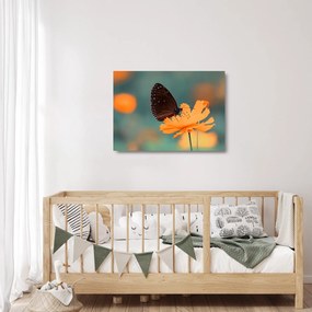 Tablou pe sticlă - fluture pe o floare portocalie (70x50 cm)