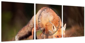 Tablou - Vulpe in pădure (cu ceas) (90x30 cm)