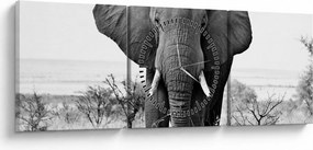 Tablou - Elefantul african II. (cu ceas) (90x30 cm)