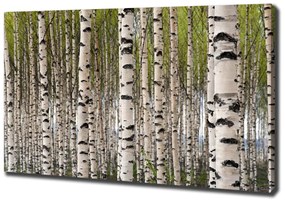 Print pe canvas Pădurea de mesteacăn