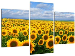 Tablou cu lan de floarea soarelui (90x60 cm)