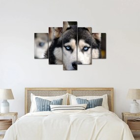 Tablou cu câinele husky (150x105 cm)