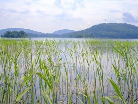 Fototapet, Paddy Field, Green, Rebel Walls
