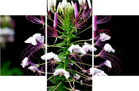 Tablou cu floare (90x60 cm)