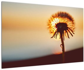 Tablou - Păpădie la apus de soare (90x60 cm)