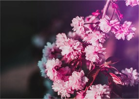 Tablou pe sticlă cu florile copacilor (70x50 cm)