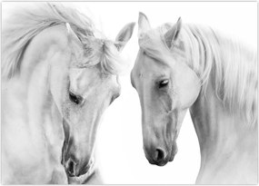 Tabou - Cai albi (70x50 cm)