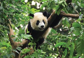 Fototapet - Panda în copac (254x184 cm)