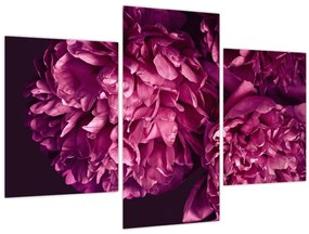 Tablou - Floarea bujorului (90x60 cm)