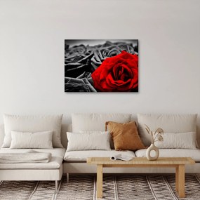 Tablou - Trandafir (70x50 cm)