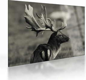 Tablou pe sticlă - Cerb (70x50 cm)