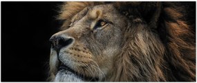 Tablou - Leul maiestuos (120x50 cm)