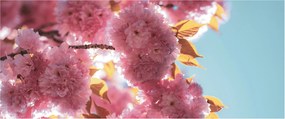Tablou - Floare de cireș (120x50 cm)