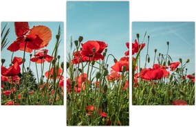 Tablou - Pe câmpul cu maci (90x60 cm)