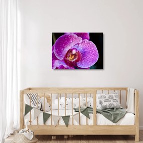Tablou pe sticlă detailat cu floare de orhidee (70x50 cm)