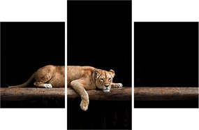 Tablou - Lioness (90x60 cm)
