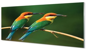 Tablouri acrilice papagal colorat de pe o ramură