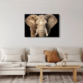 Tablou - Elefant african (90x60 cm)