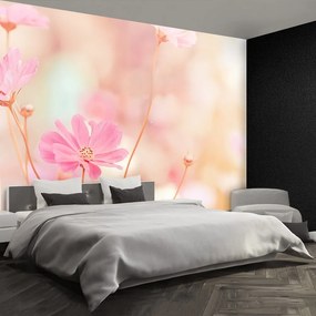 Fototapet Roz Cosmos Flori