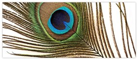 Tablou cu pene de păun (120x50 cm)