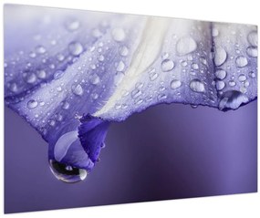 Tablou - Petală cu picături (90x60 cm)