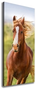 Tablou pe pânză canvas Un cal în galop