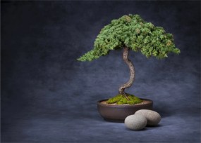 Tablou pe sticlă - Bonsai (70x50 cm)