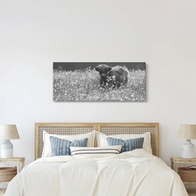 Tablou - Vacă scoțiană 5,alb-negru (120x50 cm)