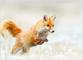 Tablou - Vulpe care sare (70x50 cm)