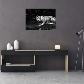 Tablou pe sticlă - Tigru alb, alb-negru (70x50 cm)