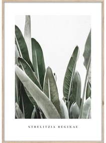 Poster cu ramă 50x70 cm Strelitzia – Styler