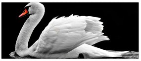 Tablou cu lebăda alb neagră (120x50 cm)