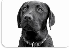 Suport de masa pentru copii 56x37 cm DOGS & CATS Varianta: Pawli