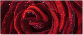 Tablou - Trandafir roșu cu picături de rouă (120x50 cm)