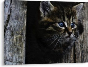 Tablou cu pisicuța (70x50 cm)