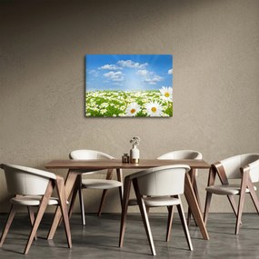Tablou cu luncă înflorită cu margarete (70x50 cm)
